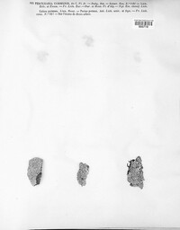 Pertusaria pertusa image